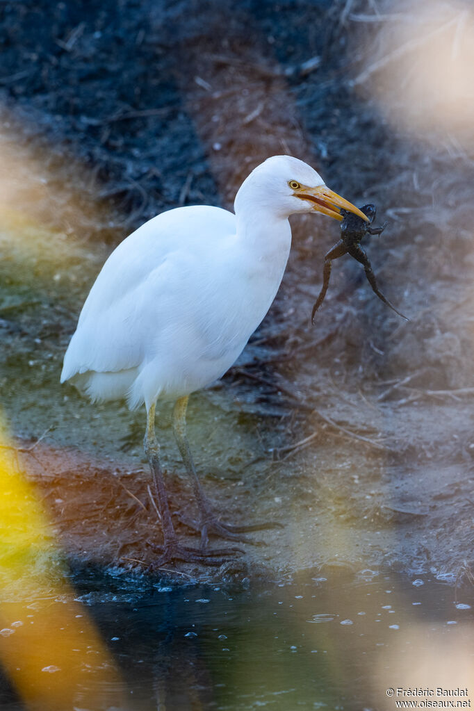 Héron garde-boeufs, mange