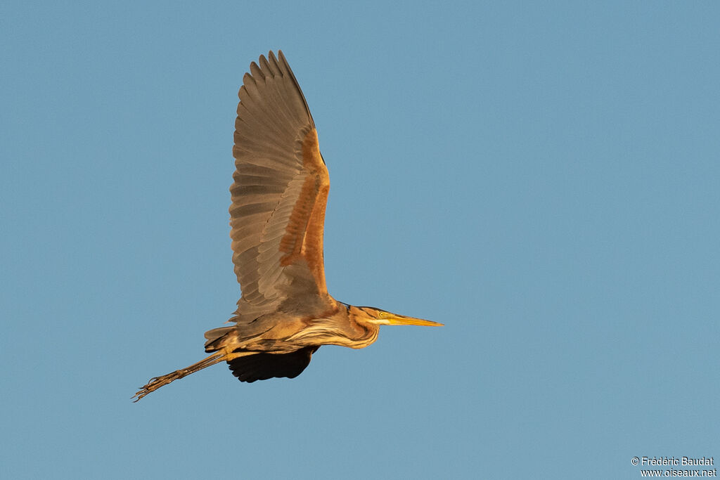 Purple Heronadult, Flight