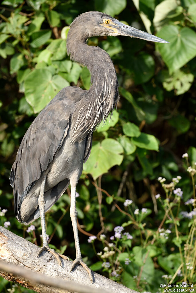 Great-billed Heronadult post breeding