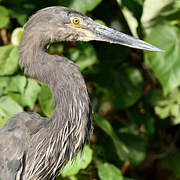 Great-billed Heron