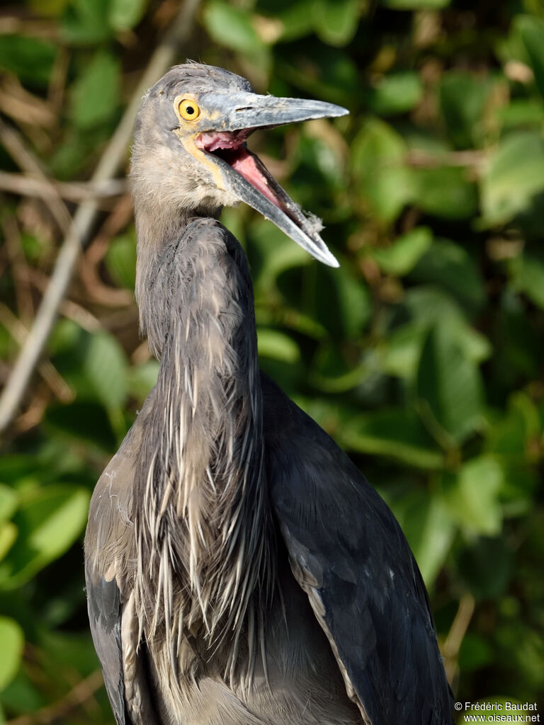 Great-billed Heronadult post breeding