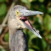 Great-billed Heron