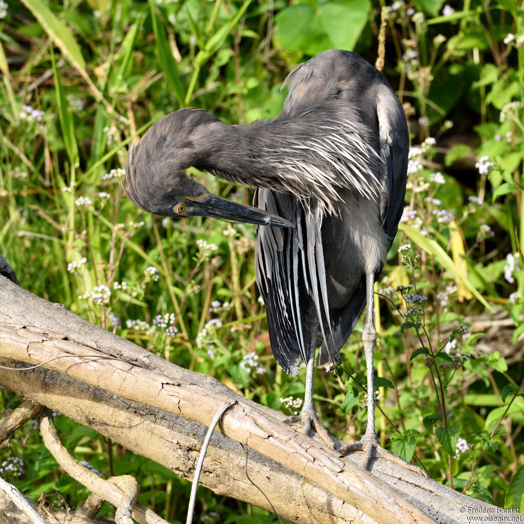 Great-billed Heronadult