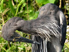 Great-billed Heron