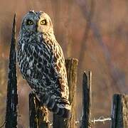 Short-eared Owl