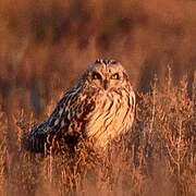 Short-eared Owl