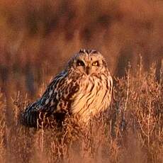 Hibou des marais