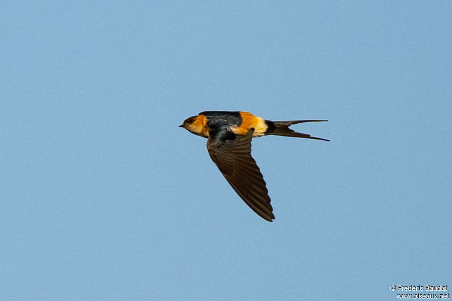 Hirondelle rousseline