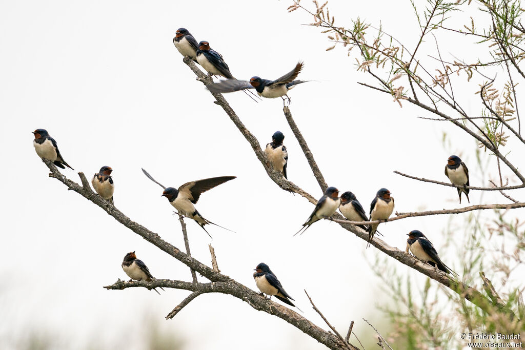 Hirondelle rustique - Hirondelle de cheminée