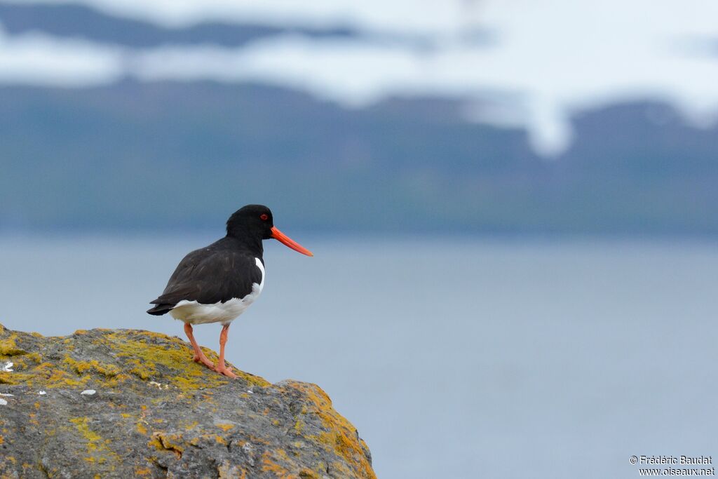 Eurasian Oystercatcheradult breeding, identification