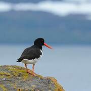 Eurasian Oystercatcher