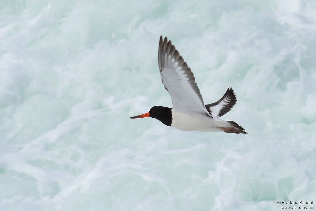 Eurasian Oystercatcheradult breeding, Flight