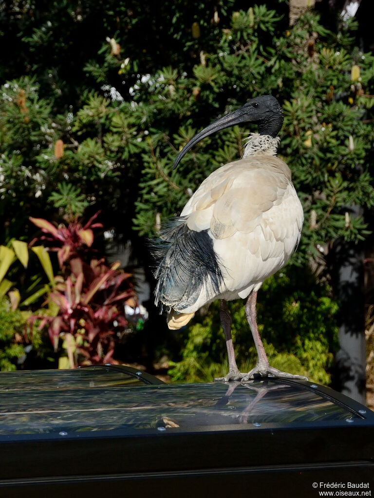 Australian White Ibisadult