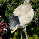 Ibis à cou noir