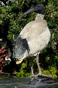 Ibis à cou noir