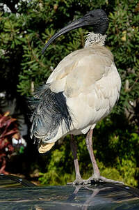 Ibis à cou noir