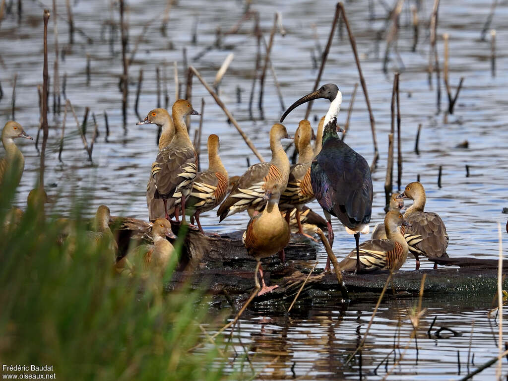 Ibis d'Australieadulte, Comportement