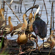 Straw-necked Ibis