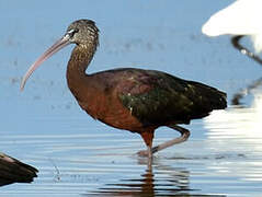 Glossy Ibis