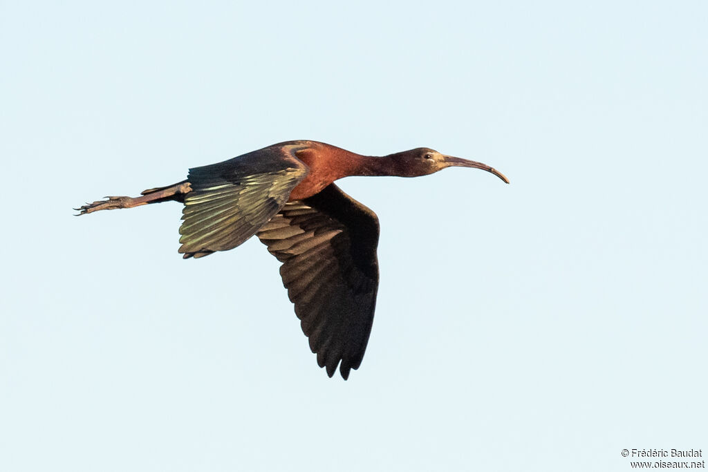 Glossy Ibisadult breeding, Flight