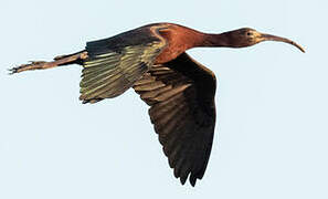 Glossy Ibis