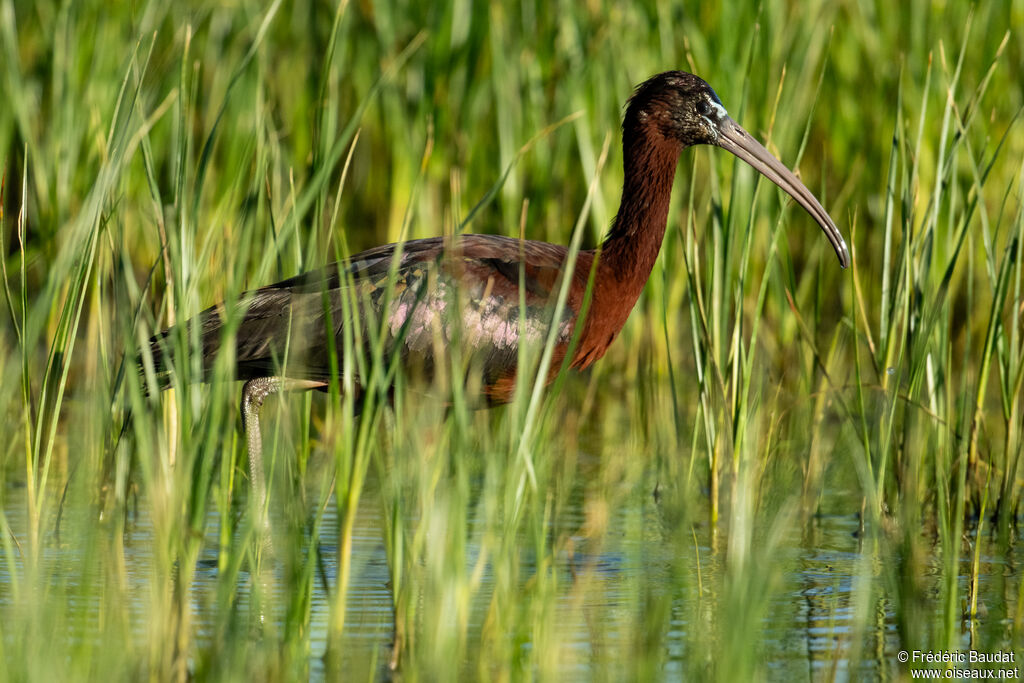 Ibis falcinelleadulte nuptial