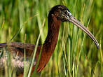 Ibis falcinelle