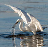 Aigrette garzette