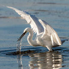 Aigrette garzette