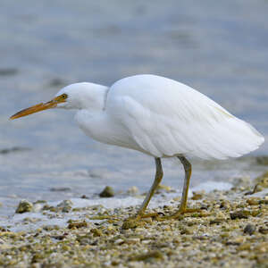 Aigrette sacrée