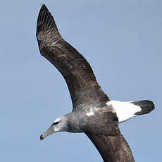 Albatros à cape blanche