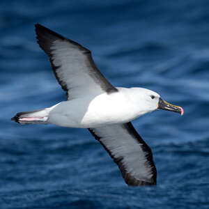 Albatros de l'océan indien