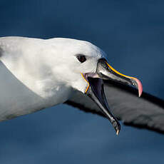 Albatros de l'océan indien