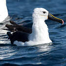 Albatros de l'océan indien