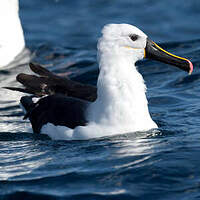 Albatros de l'océan indien