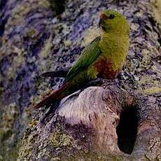 Conure magellanique