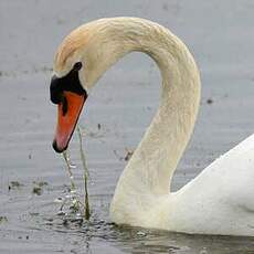 Cygne tuberculé