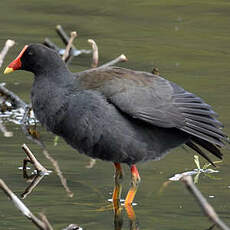 Gallinule sombre