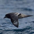 Providence Petrel
