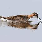 Phalarope à bec étroit
