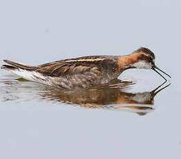 Phalarope à bec étroit