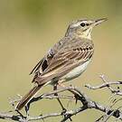Pipit rousseline