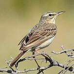 Pipit rousseline