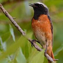 Rougequeue à front blanc
