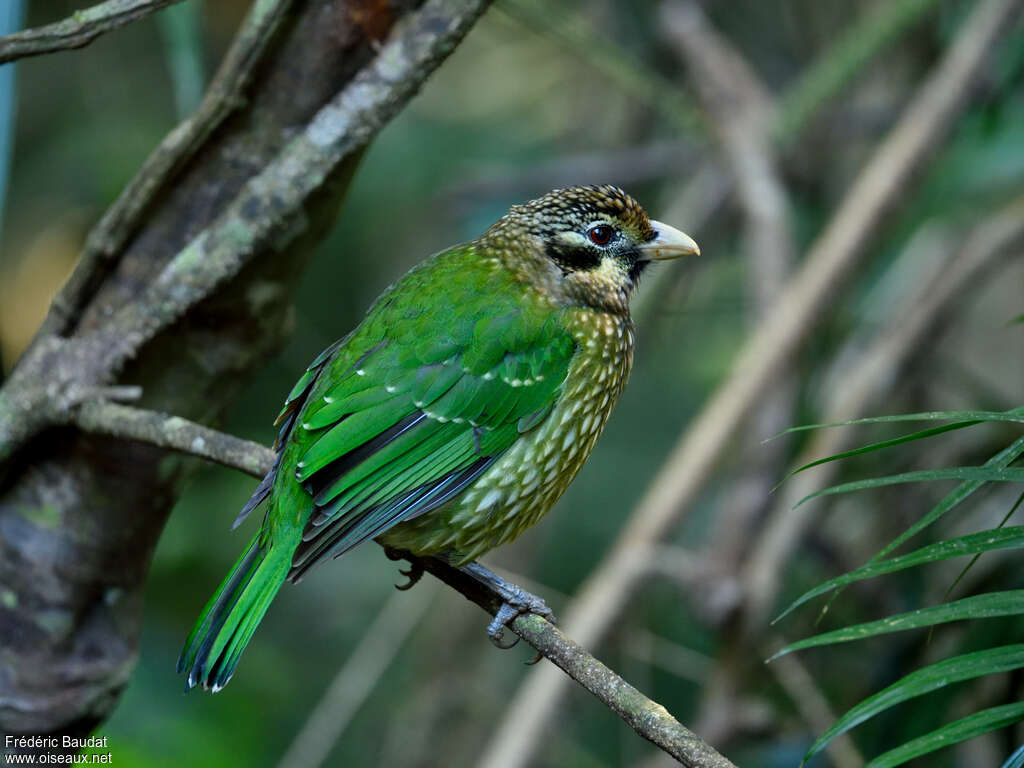 Spotted Catbirdadult, identification