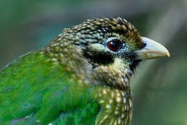 Spotted Catbird