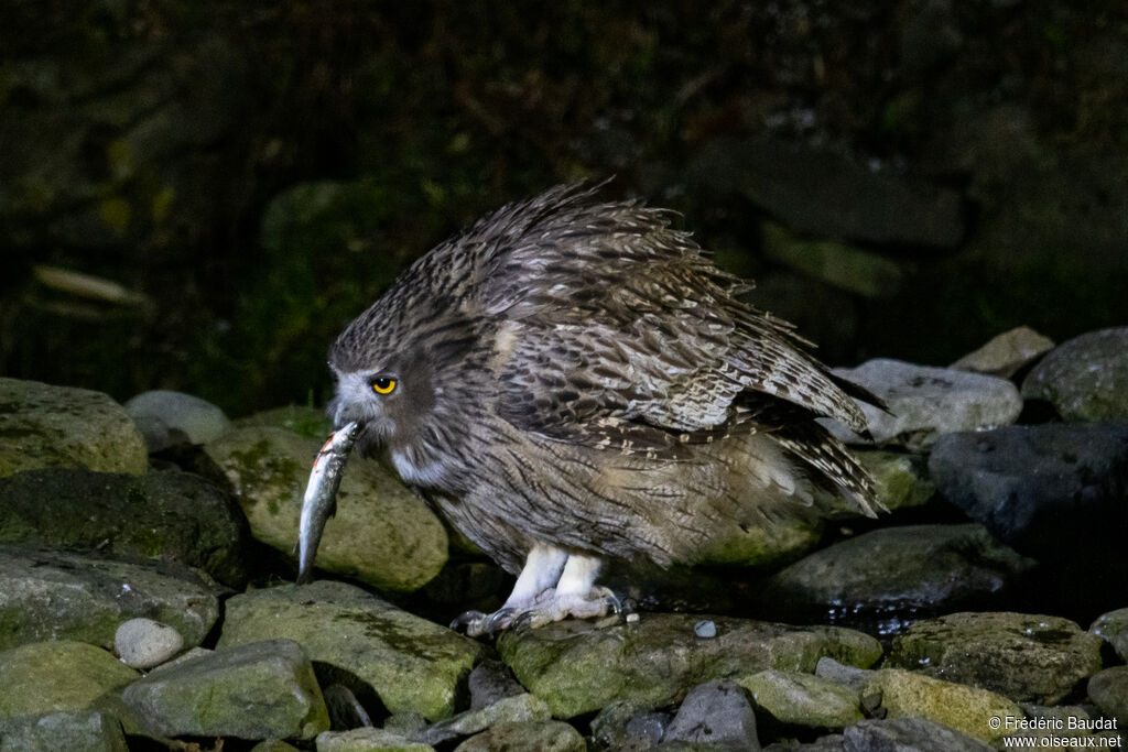 Blakiston's Fish Owl, eats
