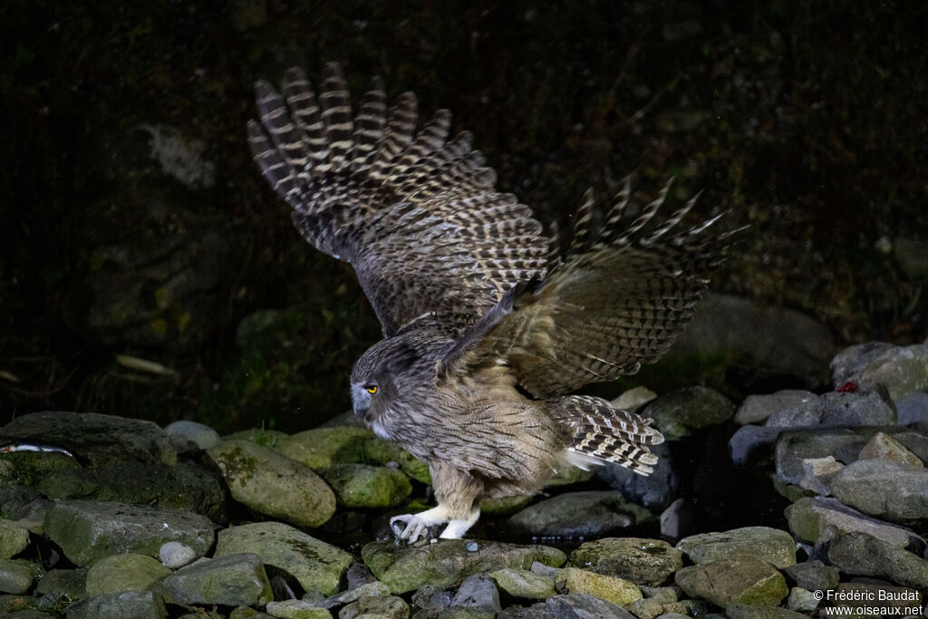 Blakiston's Fish Owl, fishing/hunting