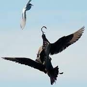 Parasitic Jaeger