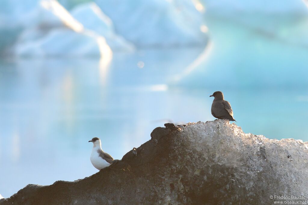 Parasitic Jaegeradult breeding